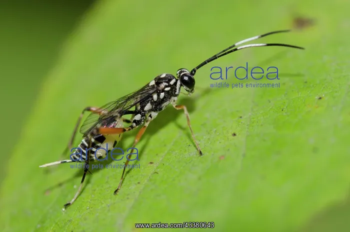 : Darwin Wasp : Darwin Wasp
