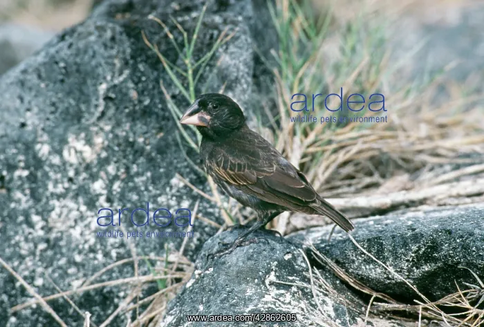 : DarwinIs / Galapagos FINCH - Medium Ground-Finch : DarwinIs / Galapagos FINCH - Medium Ground-Finch