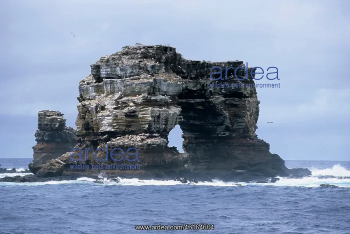 : Darwin's Arch a dramatic 50-foot tall natural lava arch rise : Darwin's Arch a dramatic 50-foot tall natural lava arch rise