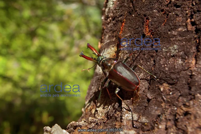 : Darwin's Beetle / Grant's Stag Beetle / Chilean : Darwin's Beetle / Grant's Stag Beetle / Chilean