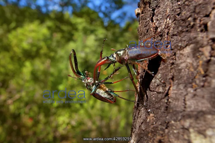 : Darwin's Beetle / Grant's Stag Beetle / Chilean : Darwin's Beetle / Grant's Stag Beetle / Chilean