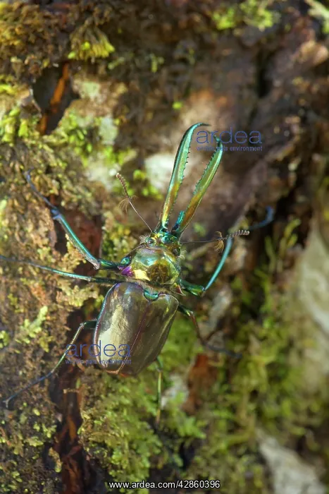: Darwin's Beetle / Grant's Stag Beetle / Chilean : Darwin's Beetle / Grant's Stag Beetle / Chilean