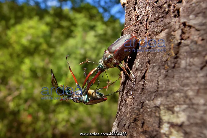 : Darwin's Beetle / Grant's Stag Beetle / Chilean : Darwin's Beetle / Grant's Stag Beetle / Chilean