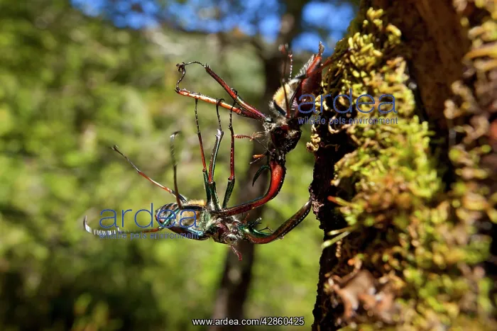: Darwin's Beetle / Grant's Stag Beetle / Chilean : Darwin's Beetle / Grant's Stag Beetle / Chilean