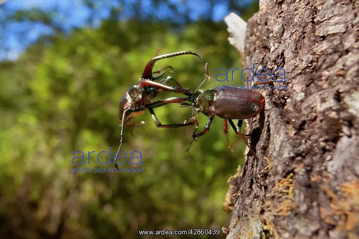 : Darwin's Beetle / Grant's Stag Beetle / Chilean : Darwin's Beetle / Grant's Stag Beetle / Chilean