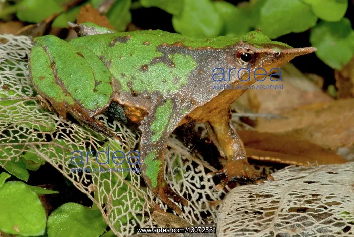  : Darwin's Frog