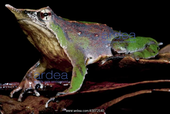 : Darwin's Frog : Darwin's Frog