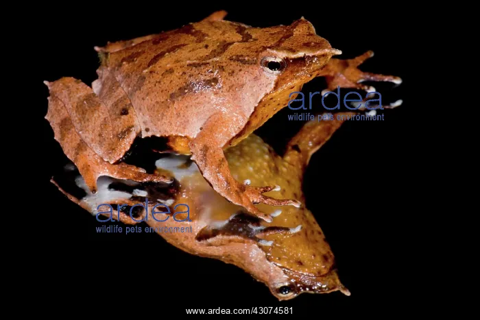 : Darwin's Frog : Darwin's Frog