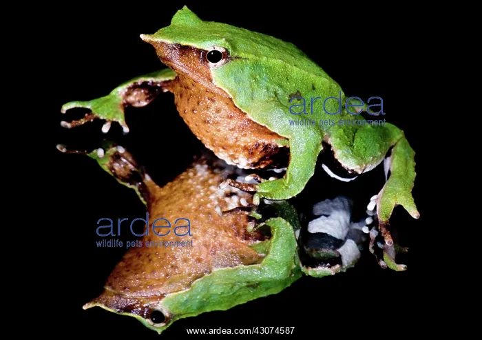 : Darwin's Frog : Darwin's Frog