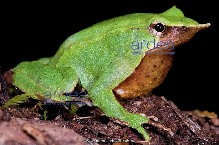 : Darwin's Frog : Darwin's Frog