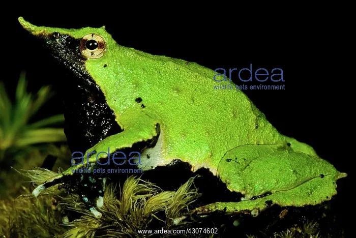 : Darwin's Frog : Darwin's Frog