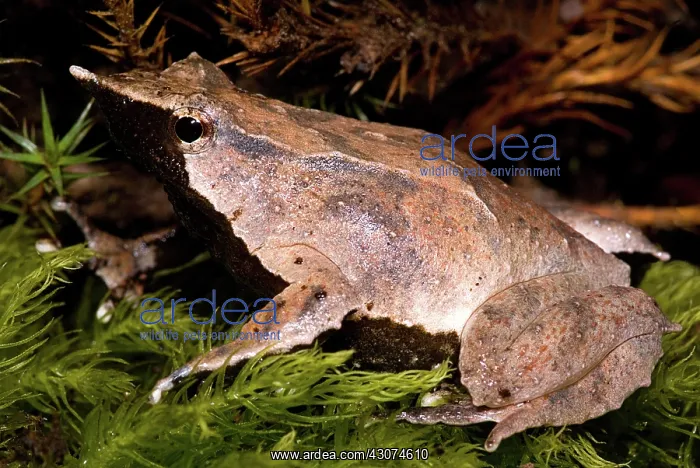 : Darwin's Frog : Darwin's Frog