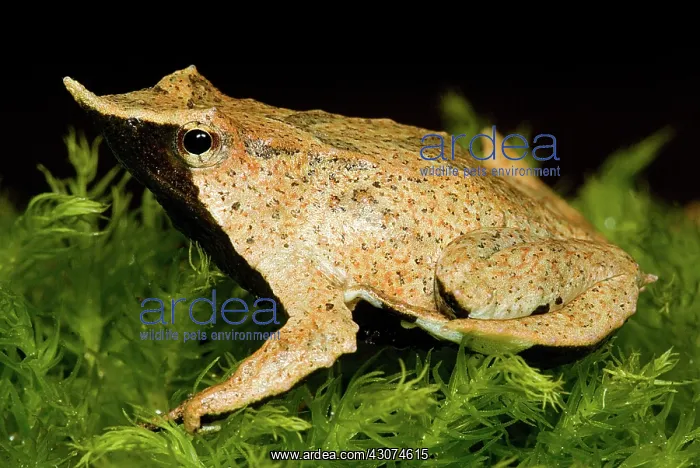 : Darwin's Frog : Darwin's Frog