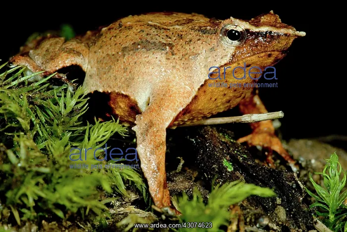 : Darwin's Frog : Darwin's Frog