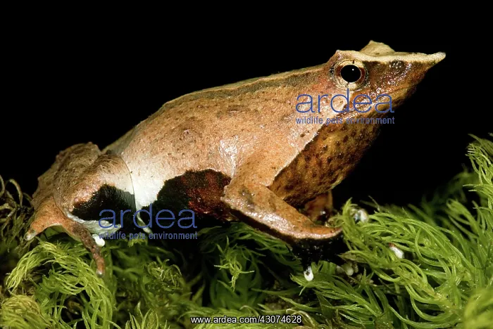 : Darwin's Frog : Darwin's Frog