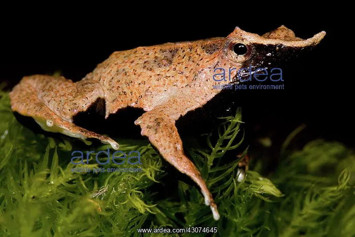 : Darwin's Frog : Darwin's Frog