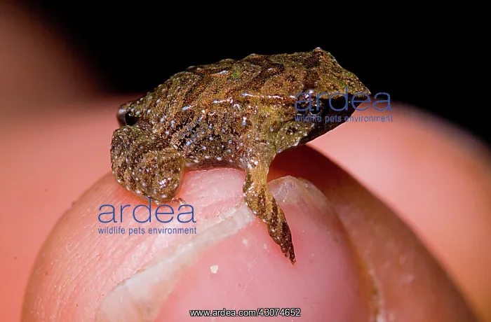 : Darwin's Frog : Darwin's Frog