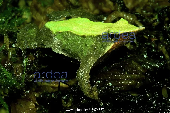 : Darwin's Frog : Darwin's Frog