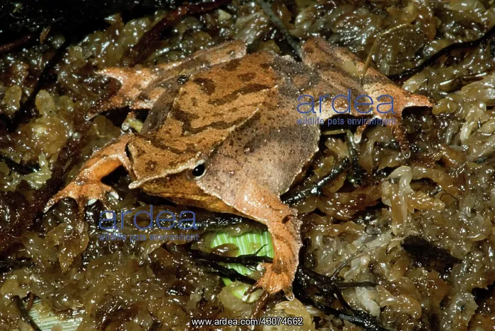 : Darwin's Frog : Darwin's Frog