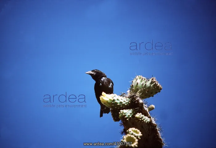 : DARWIN'S / GALAPAGOS FINCH - male, on cactus : DARWIN'S / GALAPAGOS FINCH - male, on cactus