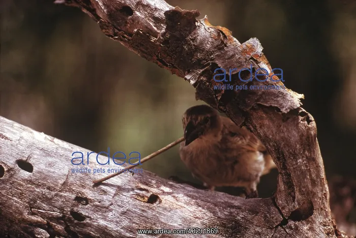 : DARWIN'S / GALAPAGOS TOOL FINCH - Using twig as tool : DARWIN'S / GALAPAGOS TOOL FINCH - Using twig as tool