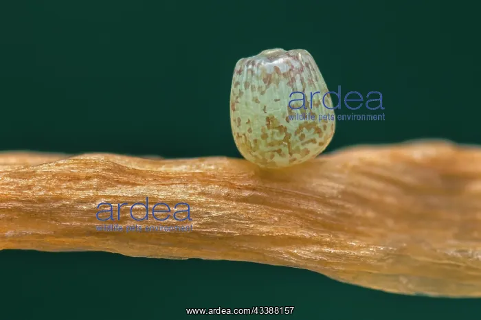 : Darwin's Heath (Coenonympha darwiniana) egg of b : Darwin's Heath (Coenonympha darwiniana) egg of b