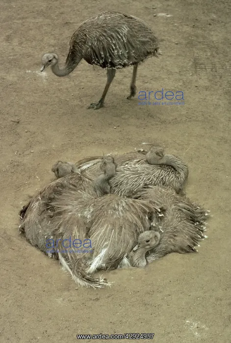 : Darwin's / Lesser Rhea - Group resting in nest : Darwin's / Lesser Rhea - Group resting in nest