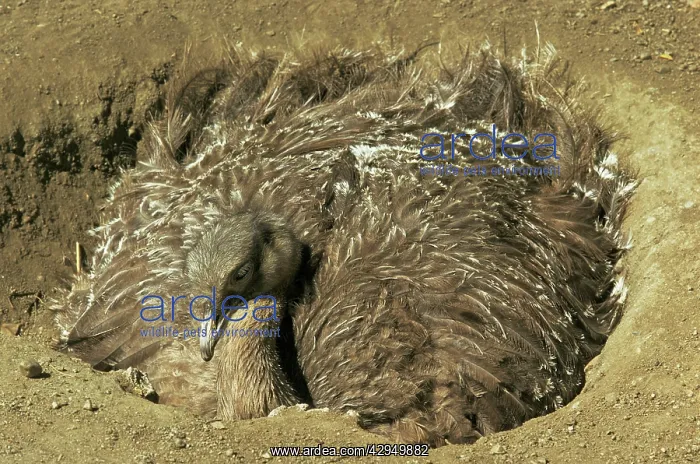 : Darwin's / Lesser Rhea - male incuabting eggs in nestS : Darwin's / Lesser Rhea - male incuabting eggs in nestS