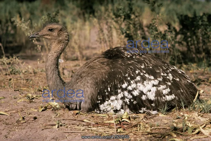 : Darwin's / Lesser Rhea - resting : Darwin's / Lesser Rhea - resting