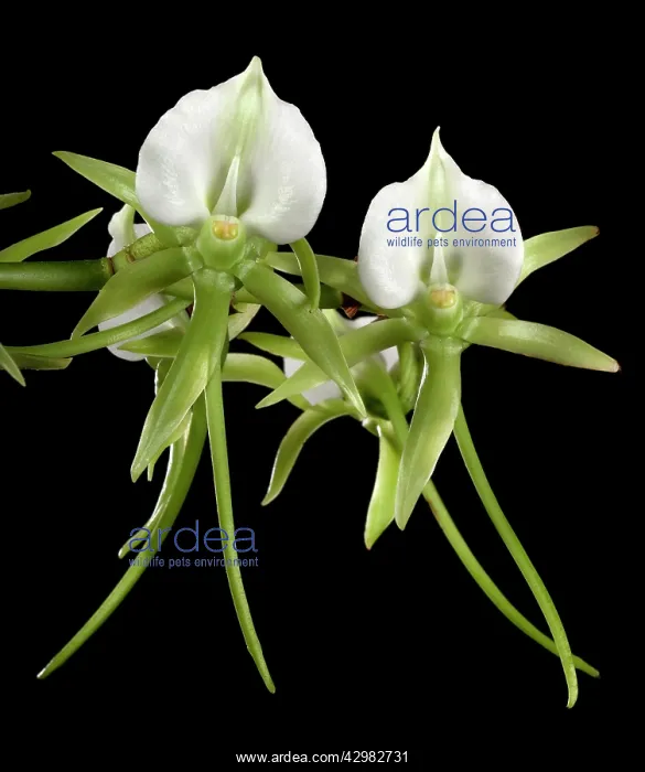 : Darwin's Orchid : Darwin's Orchid