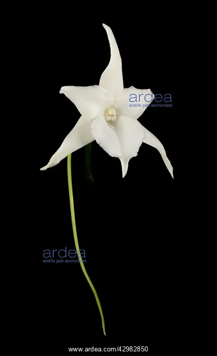 : Darwin's Orchid : Darwin's Orchid