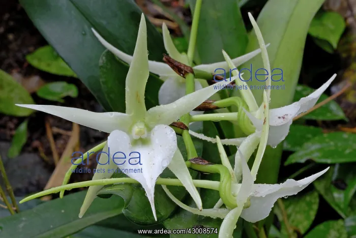 : Darwin's Orchid Christmas Orchid Star of Bethlehem Orchid : Darwin's Orchid Christmas Orchid Star of Bethlehem Orchid