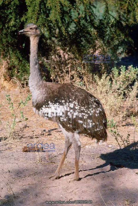 : Darwin's Rhea : Darwin's Rhea