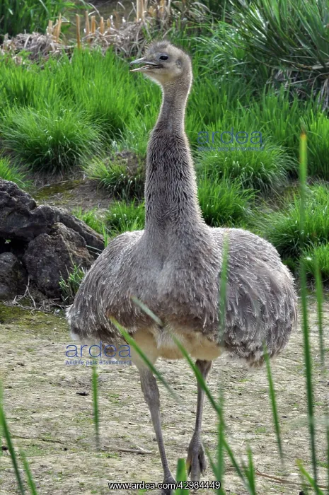 : Darwin's Rhea : Darwin's Rhea