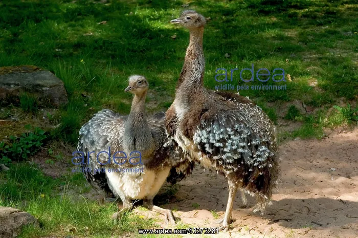 : Darwins Rhea ( Pterocnemia pennata ) : Darwins Rhea ( Pterocnemia pennata )