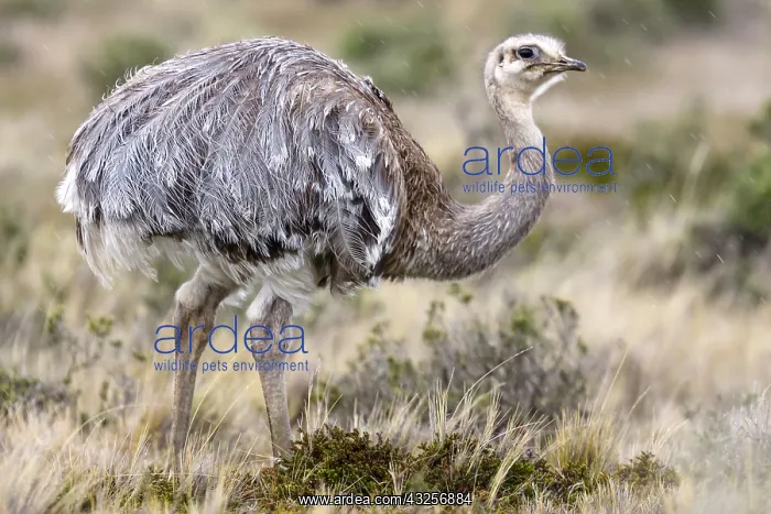 : Darwins Rhea (Rhea pennata pennata) standing in : Darwins Rhea (Rhea pennata pennata) standing in