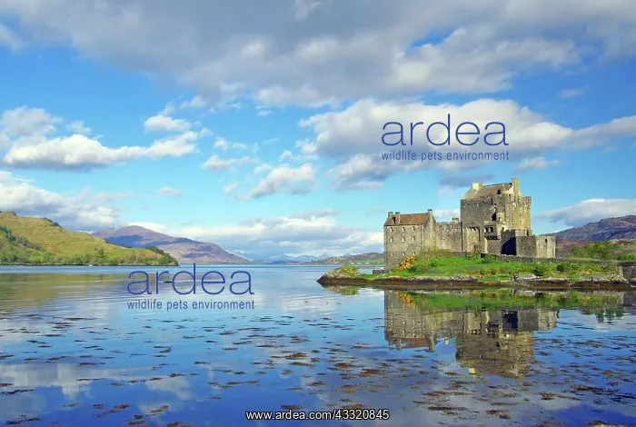 : Das Eilean Donan Castle spiegelt sich im flachen : Das Eilean Donan Castle spiegelt sich im flachen