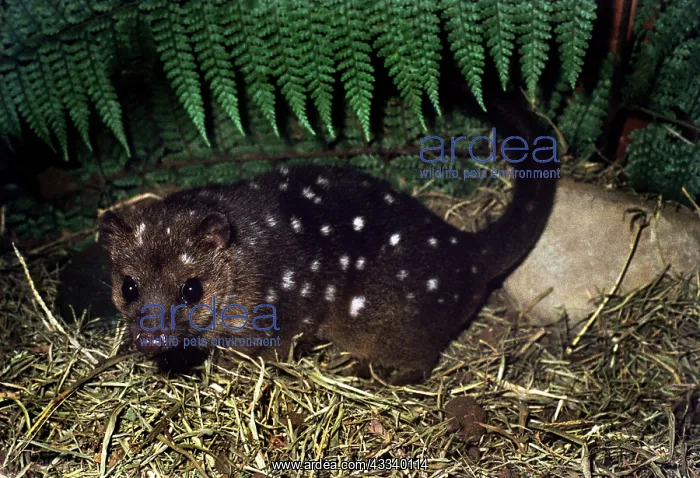 : DASYURE / New Guinea Quoll : DASYURE / New Guinea Quoll