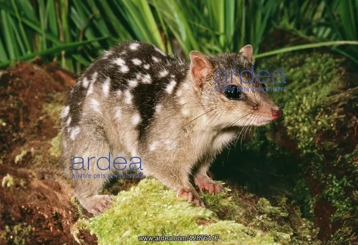 : DASYURUS / NORTHERN QUOLL : DASYURUS / NORTHERN QUOLL