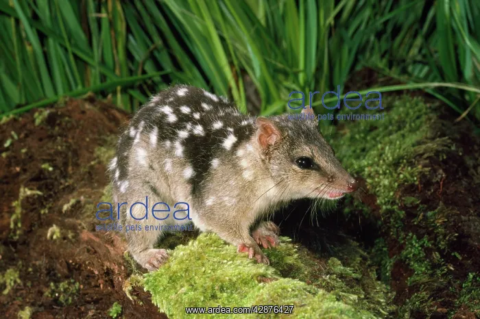 : DASYURUS / Northern Quoll : DASYURUS / Northern Quoll