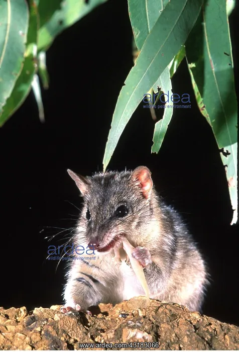 : DASYURUS / Northern Quoll - eating a gecko : DASYURUS / Northern Quoll - eating a gecko