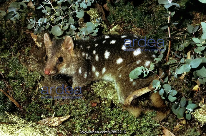 : DASYURUS / Quoll - MARSUPIAL CAT : DASYURUS / Quoll - MARSUPIAL CAT