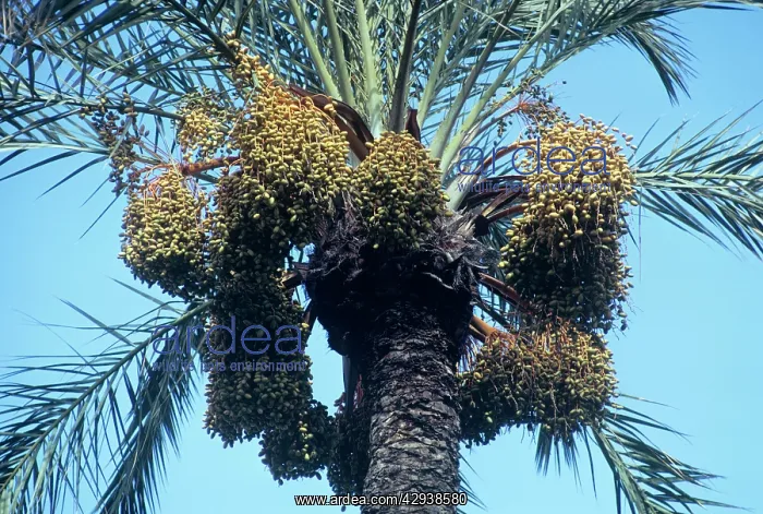  : Date Palm (Phoenix dactylifera)