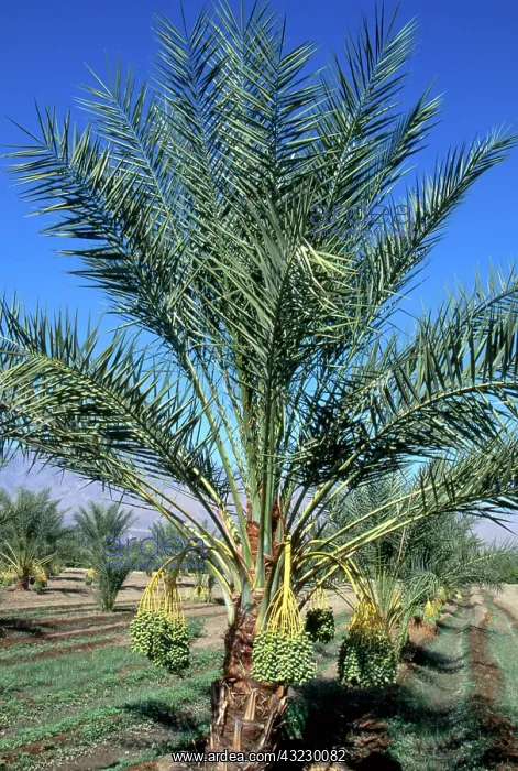 : Date Palm. Date palm (Phoenix dactylifera) with fruit on a date palm farm : Date Palm. Date palm (Phoenix dactylifera) with fruit on a date palm farm