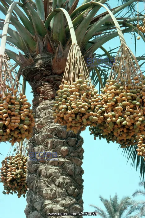 : Date Palm. Date palm (Phoenix sp.) with partly ripe fruit near Cairo, Egypt : Date Palm. Date palm (Phoenix sp.) with partly ripe fruit near Cairo, Egypt