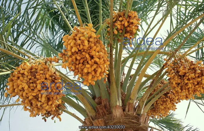 : Date Palm. Date palm (Phoenix sp.) with ripening fruit in Saudi Arabia : Date Palm. Date palm (Phoenix sp.) with ripening fruit in Saudi Arabia