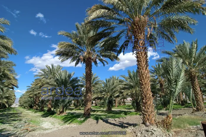 : Date Palm Offshoot Propagation : Date Palm Offshoot Propagation