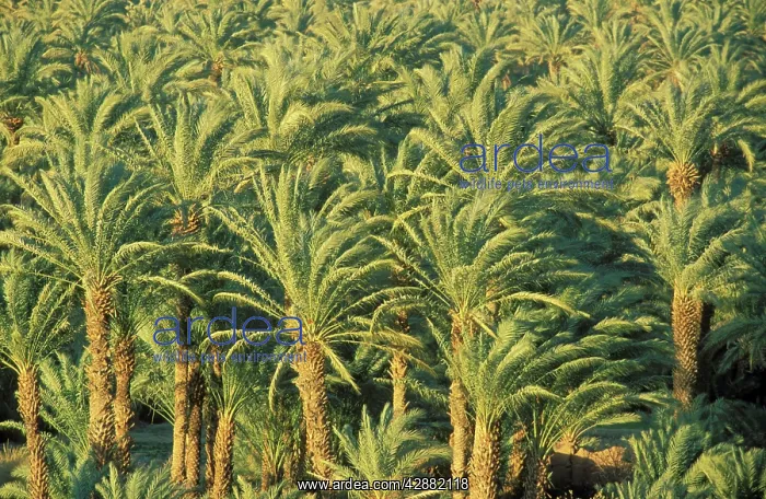: Date Palm - Palmery in the evening light : Date Palm - Palmery in the evening light
