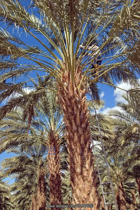: Date Palm Pruning : Date Palm Pruning