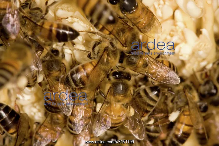 : Date Palm Tree flowers and bees : Date Palm Tree flowers and bees